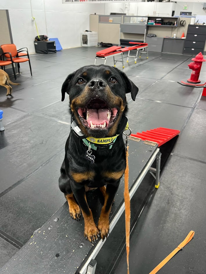 dog smiling for a photo with a leash around his neck at a dog training center.