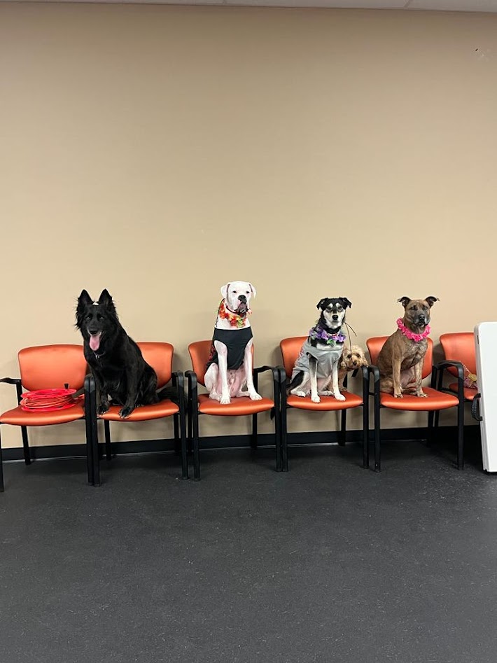 A bunch of dogs sitting on orange chairs posing for a photo.