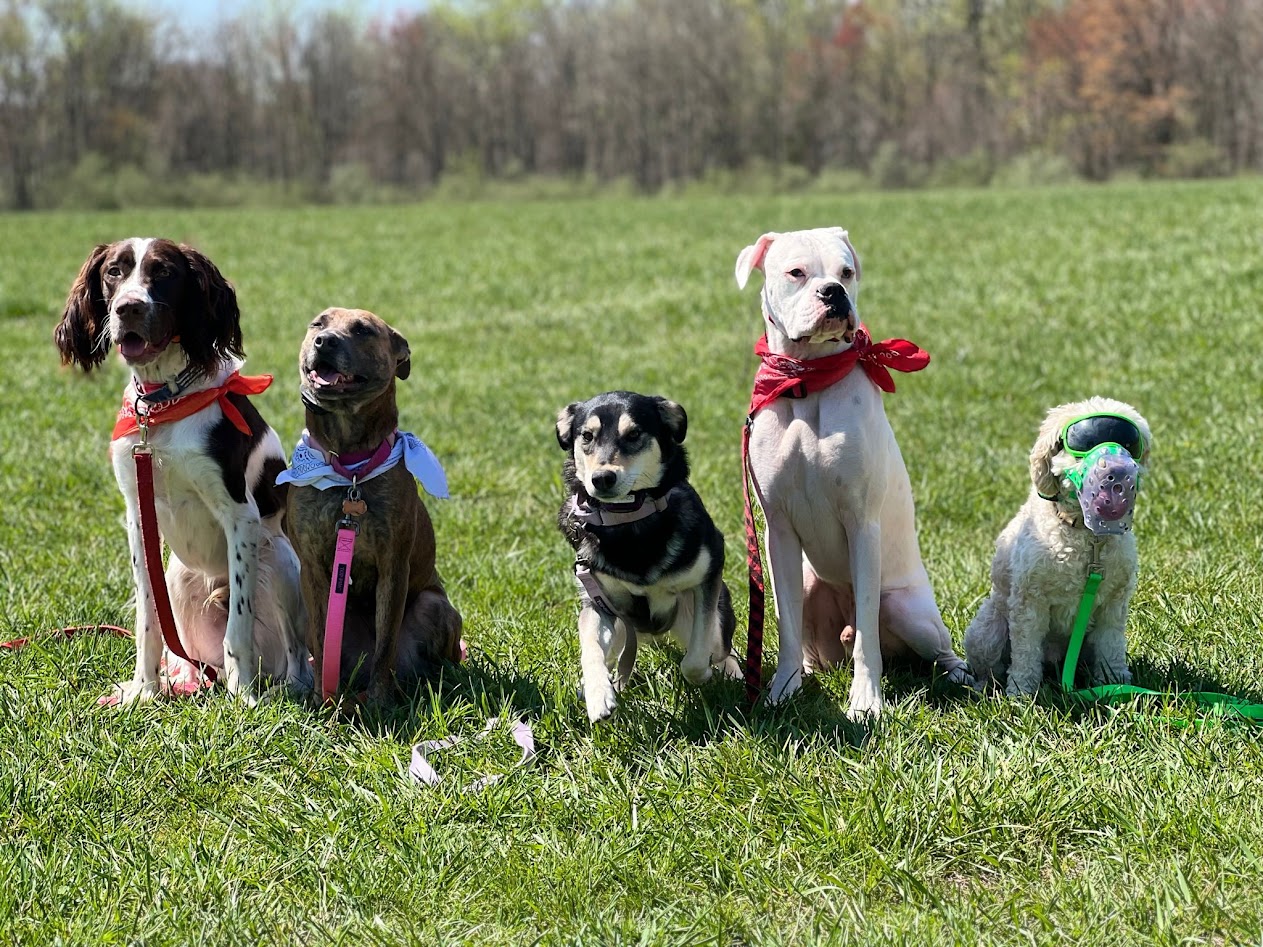 A group of dogs sitting on the grass posing for a picture.