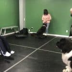 dog training stamford ct, Neil Sit Means Sit, Dog Training, dog training fairfield ct, dog training greenwich ct, Puppy training, Therapy dog training