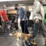 dog training stamford ct, Neil Sit Means Sit, Dog Training, dog training fairfield ct, dog training greenwich ct, Puppy training, herapy Dog Training