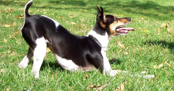 Dog training makes happy dogs