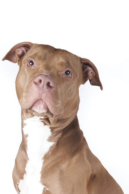 pitbull