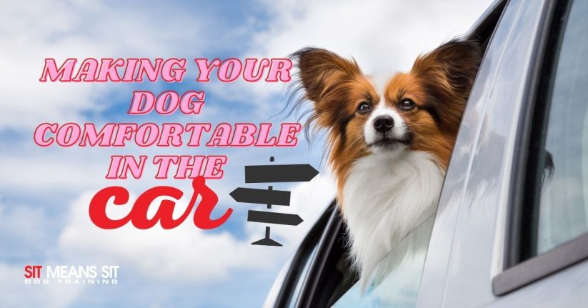 Making Your Dog Comfortable in the Car