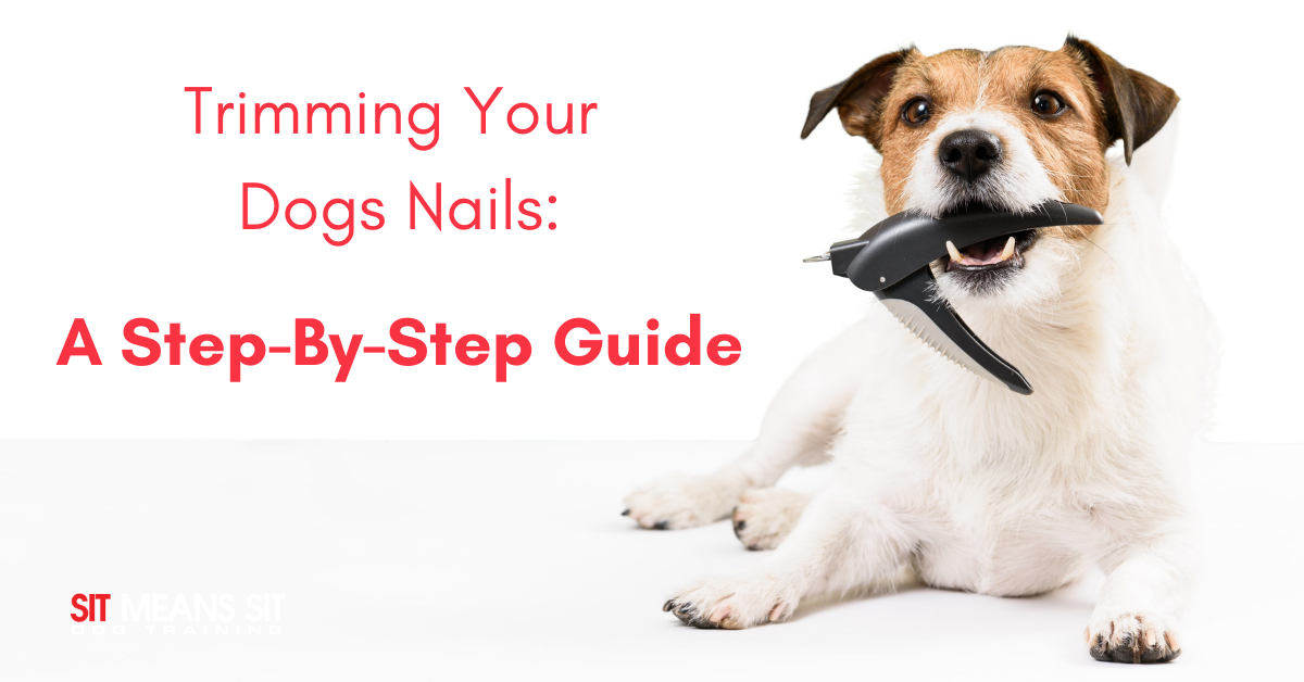 Episode 107: Pedicure Please: 3 Steps To Dog Nail Trimming Or Grooming  Success At Home! - DogsThat