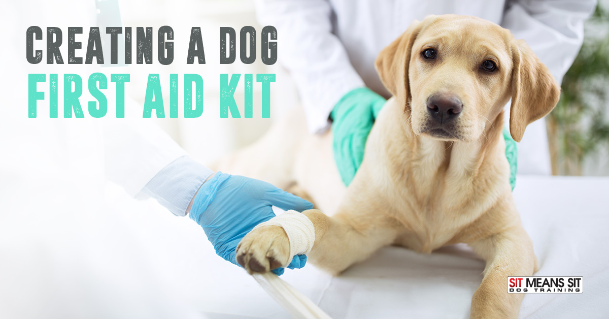 Creating a Dog First Aid Kit