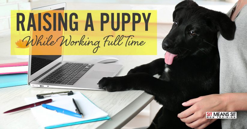 Raising a puppy while working full time.