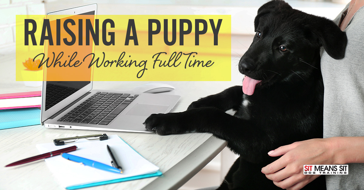 Raising a puppy while working full time.