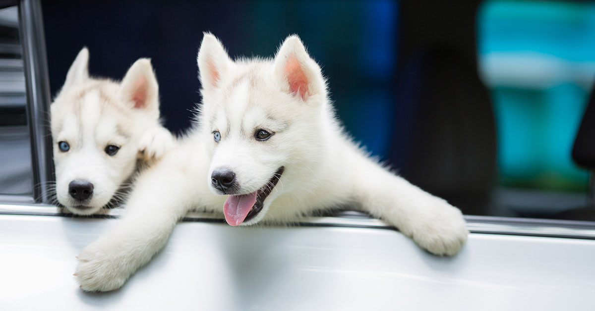 Puppy Management