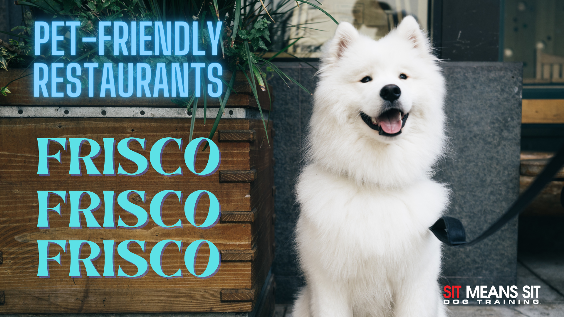 A white dog sitting on a chair with the test pet-friendly restaurants in Frisco poster