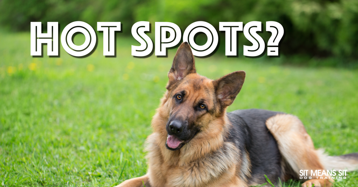 A dog sitting on grass with the text hot spots poster