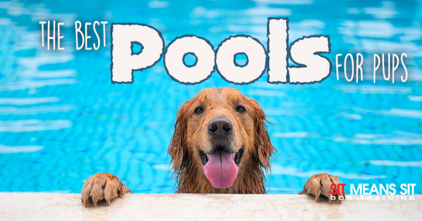 The Best Pools For Pups in 2023