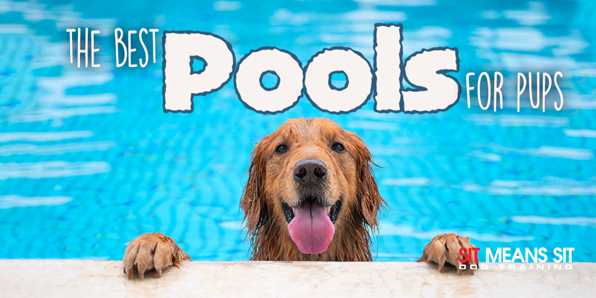The Best Pools For Pups in 2023