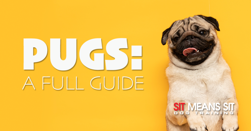 Everything You Need To Know About Pugs: A Full Guide