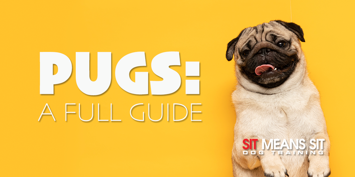 Everything You Need To Know About Pugs: A Full Guide