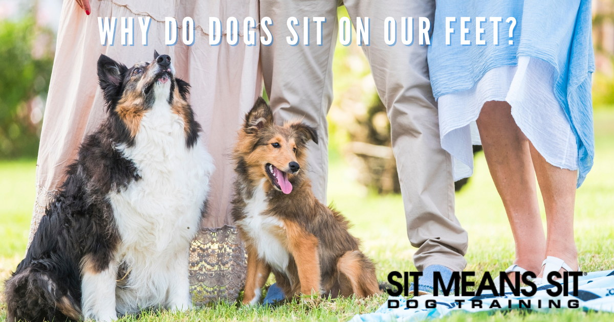 Two dogs sitting by their owners' feet in a sunny outdoor setting, with text about why dogs sit on feet.