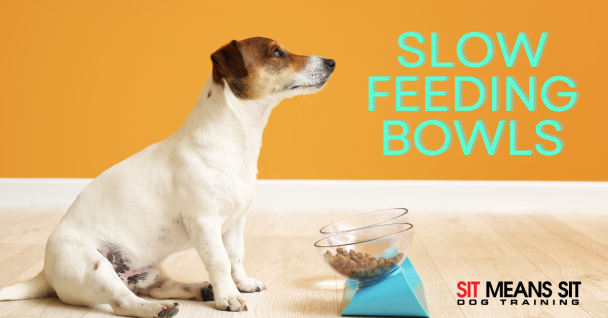 A dog sits beside a slow feeding bowl against an orange background, promoting pet products.