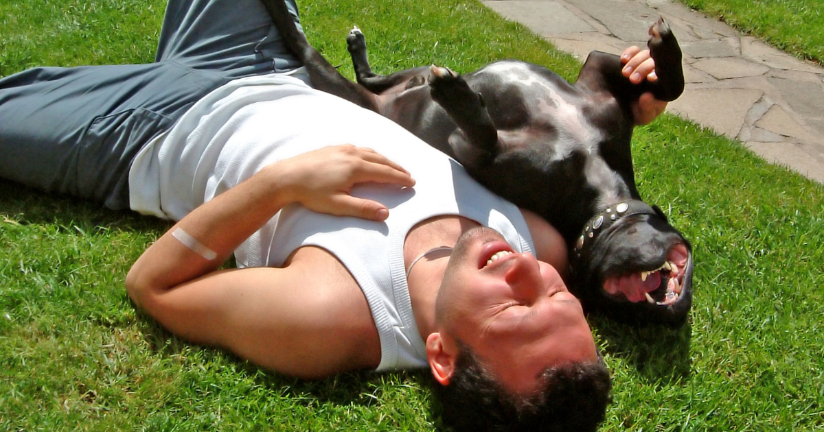 Why Does My Dog Love to Sunbathe?