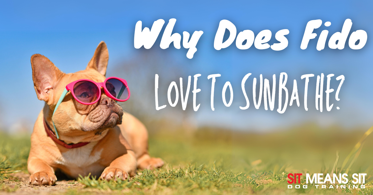 A French Bulldog wearing sunglasses lounging in the sun with text about why dogs love to sunbathe.