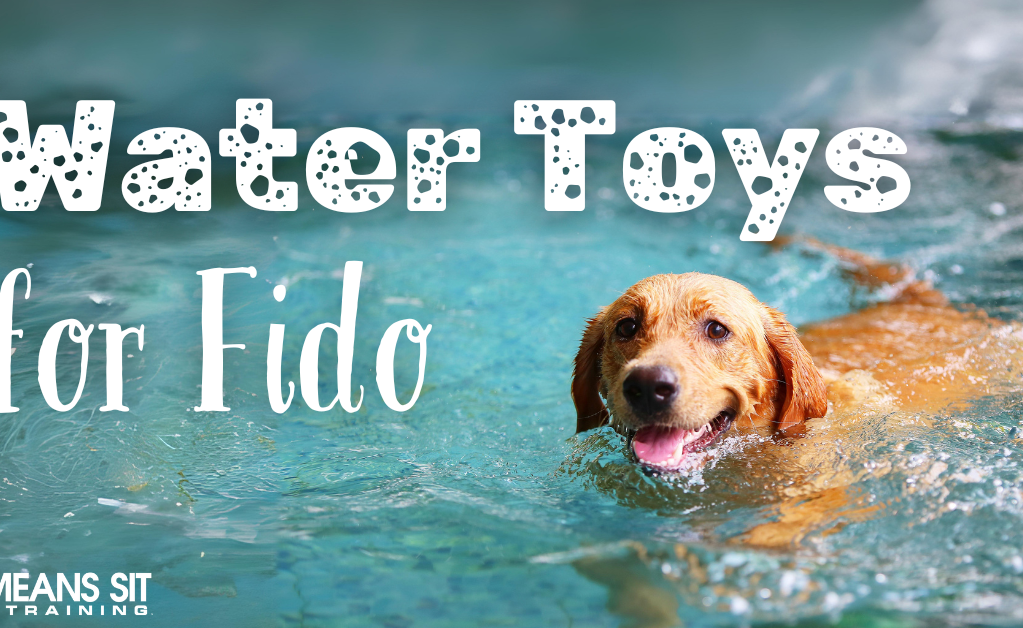 A happy dog swimming in a pool, accompanied by the text "Water Toys for Fido."