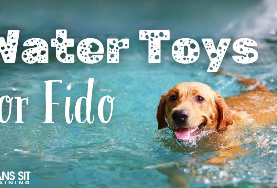 A happy dog swimming in a pool, accompanied by the text "Water Toys for Fido."