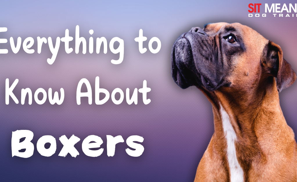 Image features a close-up of a Boxer dog with text reading "Everything to Know About Boxers" in a colorful background.