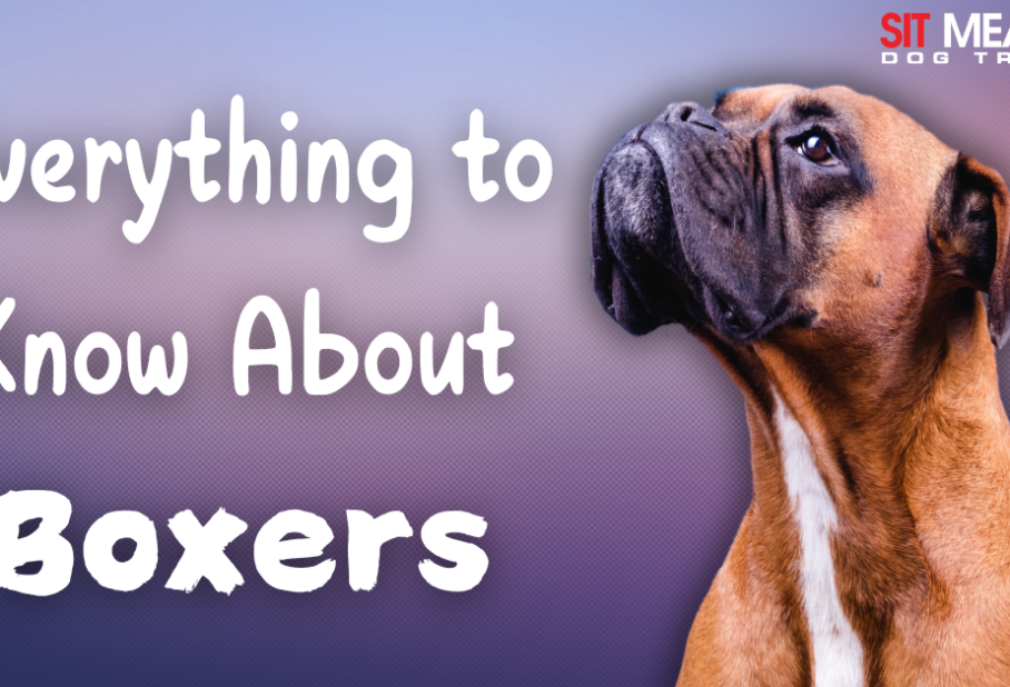 Image features a close-up of a Boxer dog with text reading "Everything to Know About Boxers" in a colorful background.