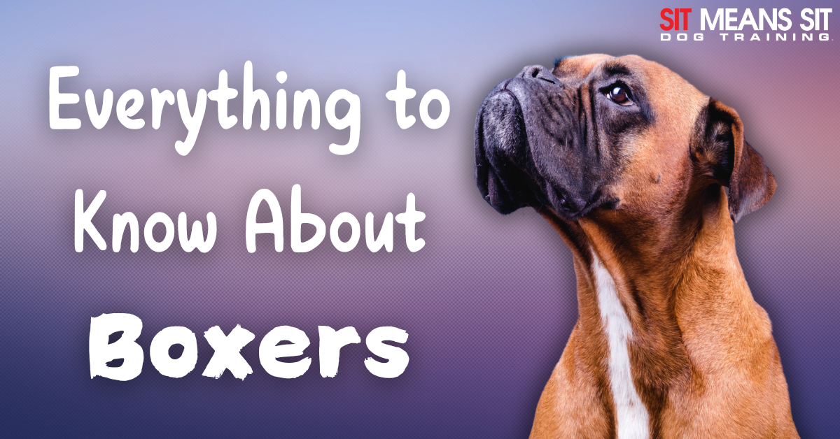 Image features a close-up of a Boxer dog with text reading "Everything to Know About Boxers" in a colorful background.