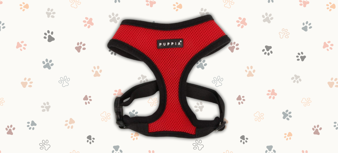 The Best Harnesses for Dogs