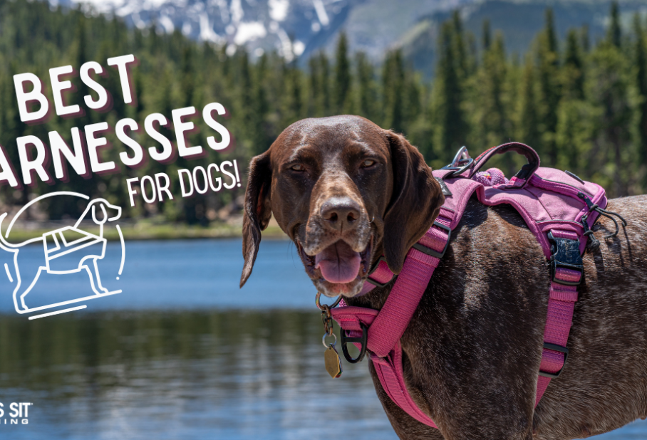 A happy dog wearing a pink harness by a scenic lake, with text reading "Best Harnesses for Dogs!"