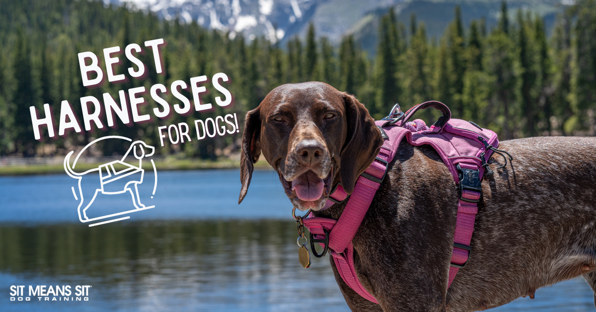 A happy dog wearing a pink harness by a scenic lake, with text reading "Best Harnesses for Dogs!"