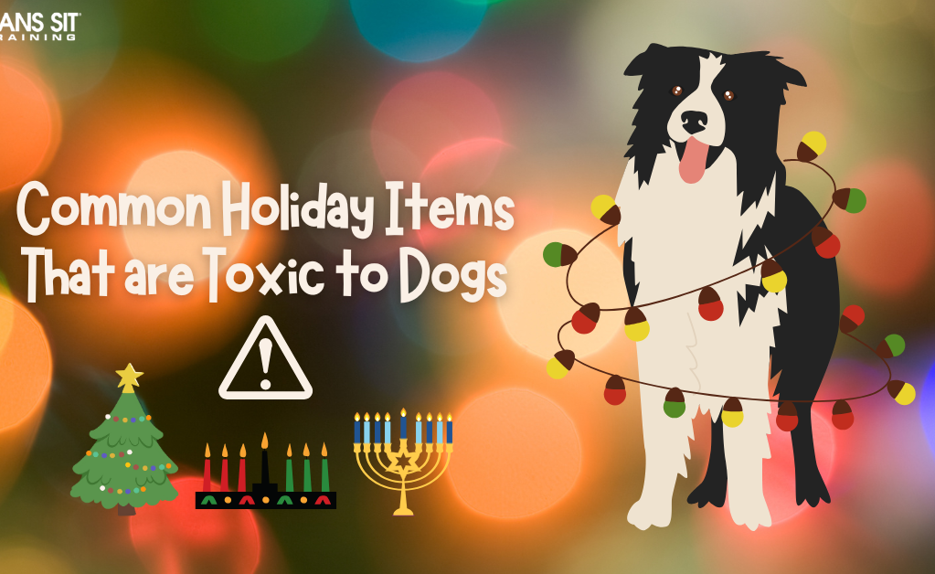 Image of a dog surrounded by festive lights, with text about holiday items that can be toxic to dogs.