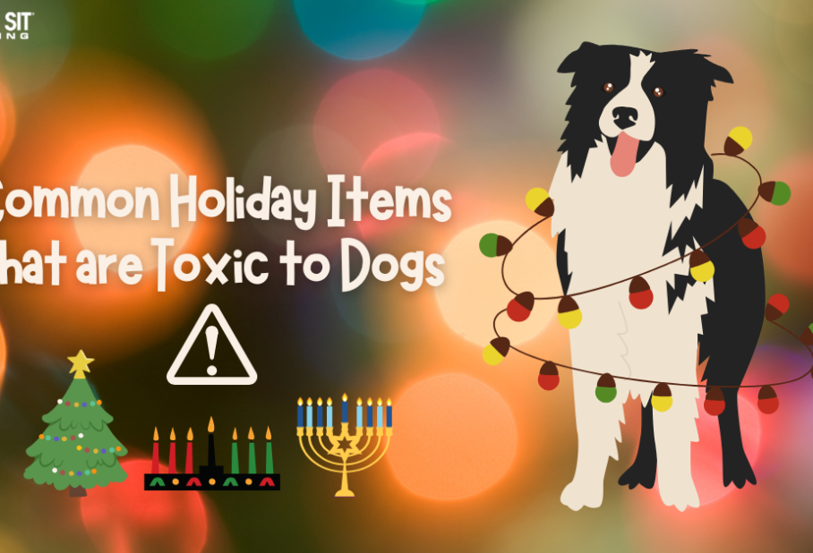Image of a dog surrounded by festive lights, with text about holiday items that can be toxic to dogs.