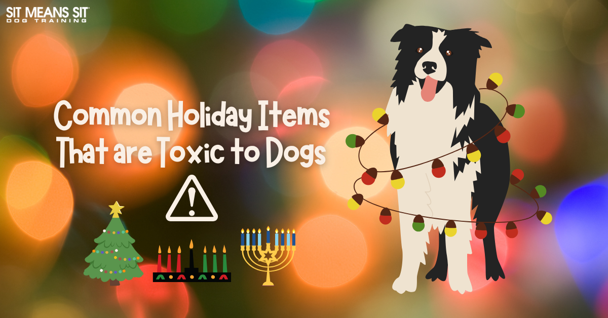 Image of a dog surrounded by festive lights, with text about holiday items that can be toxic to dogs.