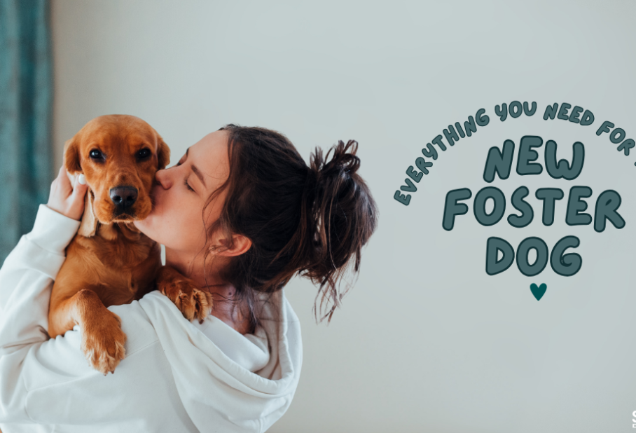 A person lovingly hugs a small dog, with text reading "Everything You Need for Your New Foster Dog."