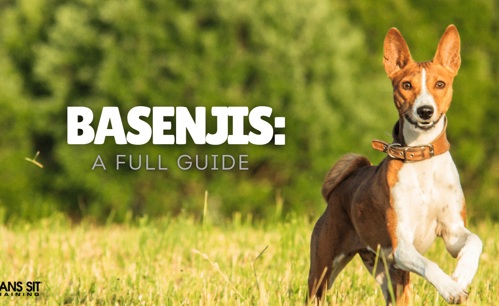 Your Full Guide on Basenjis