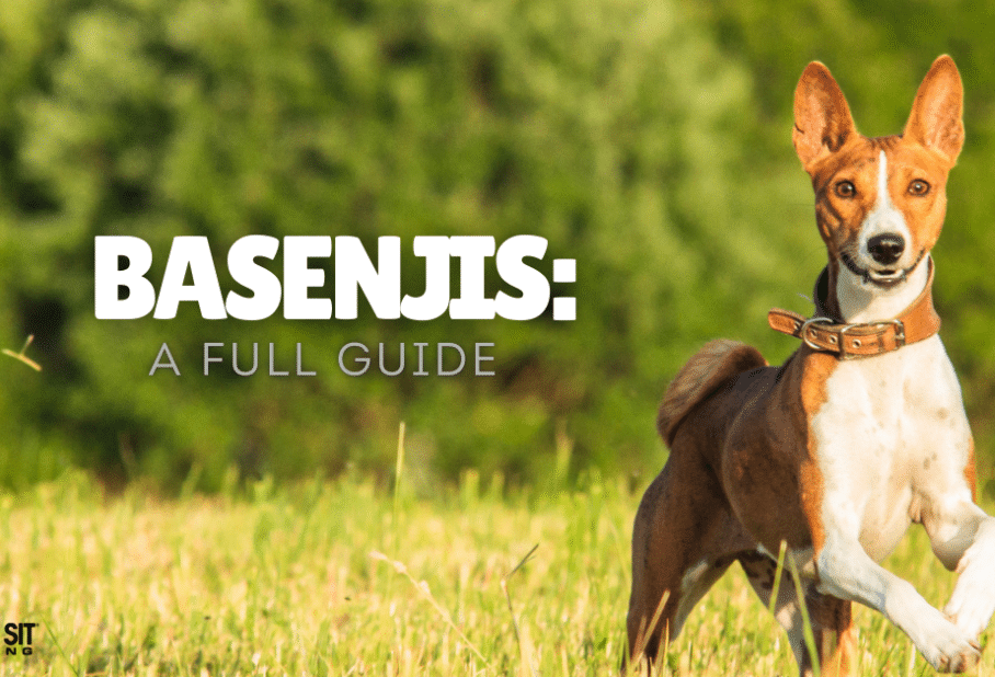 Your Full Guide on Basenjis
