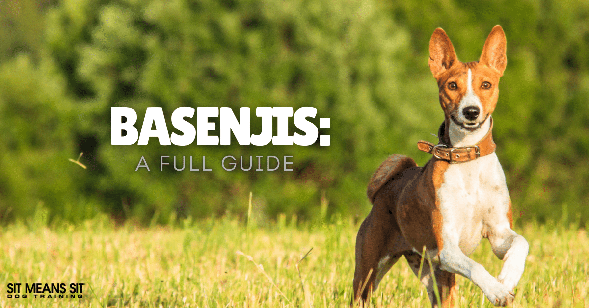 Your Full Guide on Basenjis
