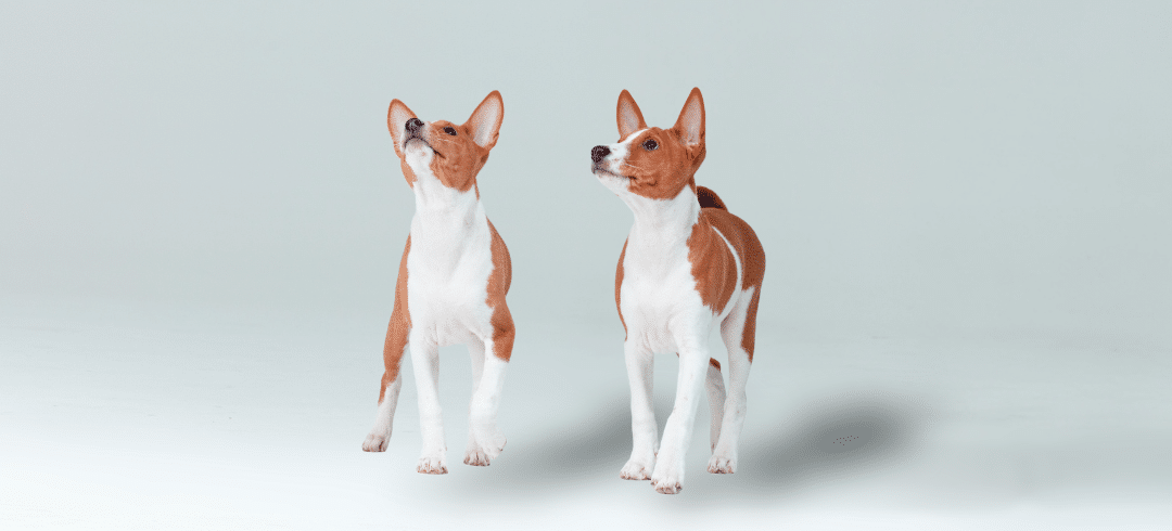 Your Full Guide on Basenjis