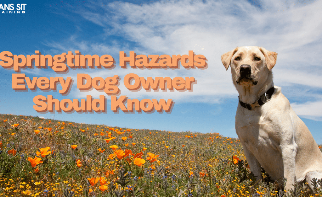 Springtime Hazards Every Dog Owner Should Know