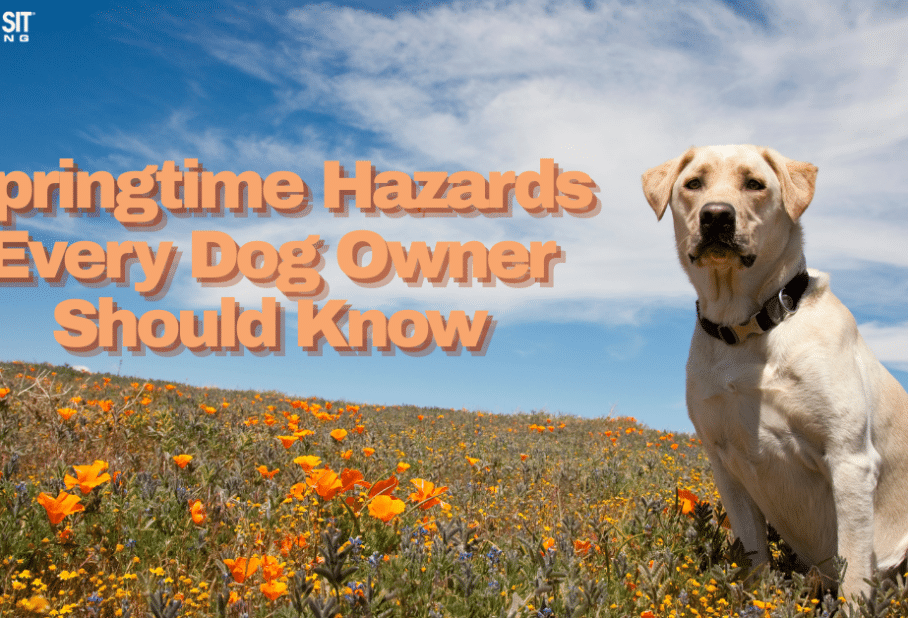 Springtime Hazards Every Dog Owner Should Know