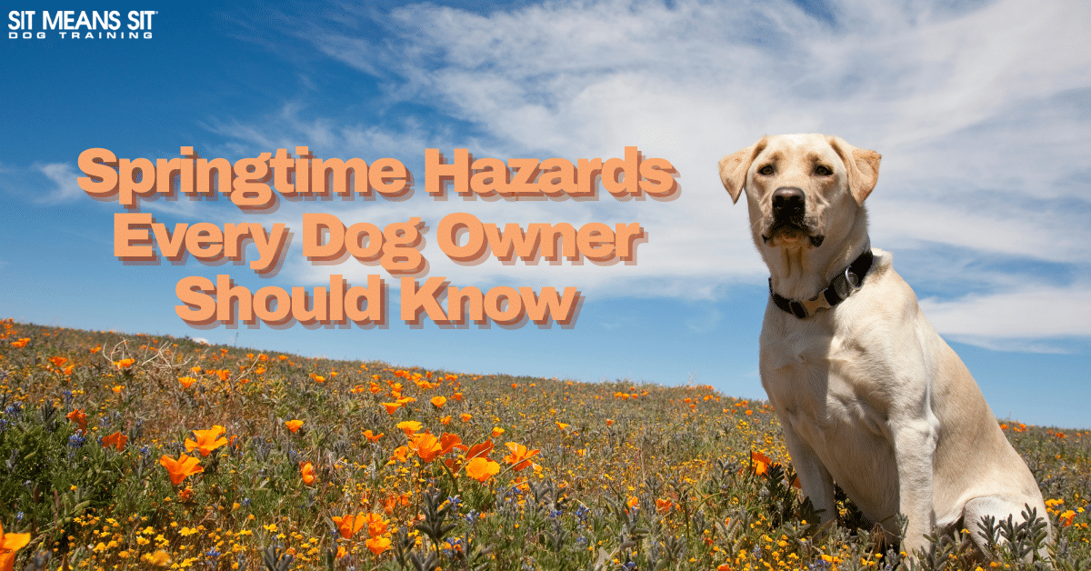 Springtime Hazards Every Dog Owner Should Know