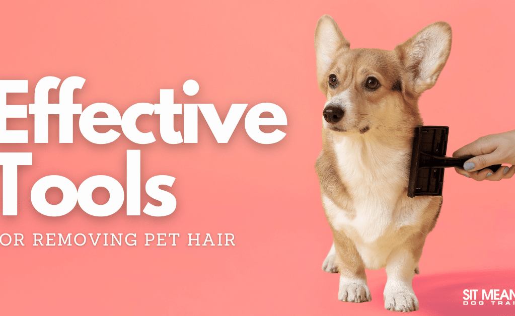 The Most Effective Pet Hair Removal Tools
