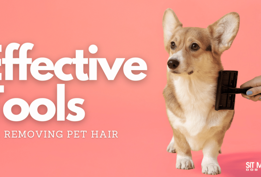 The Most Effective Pet Hair Removal Tools