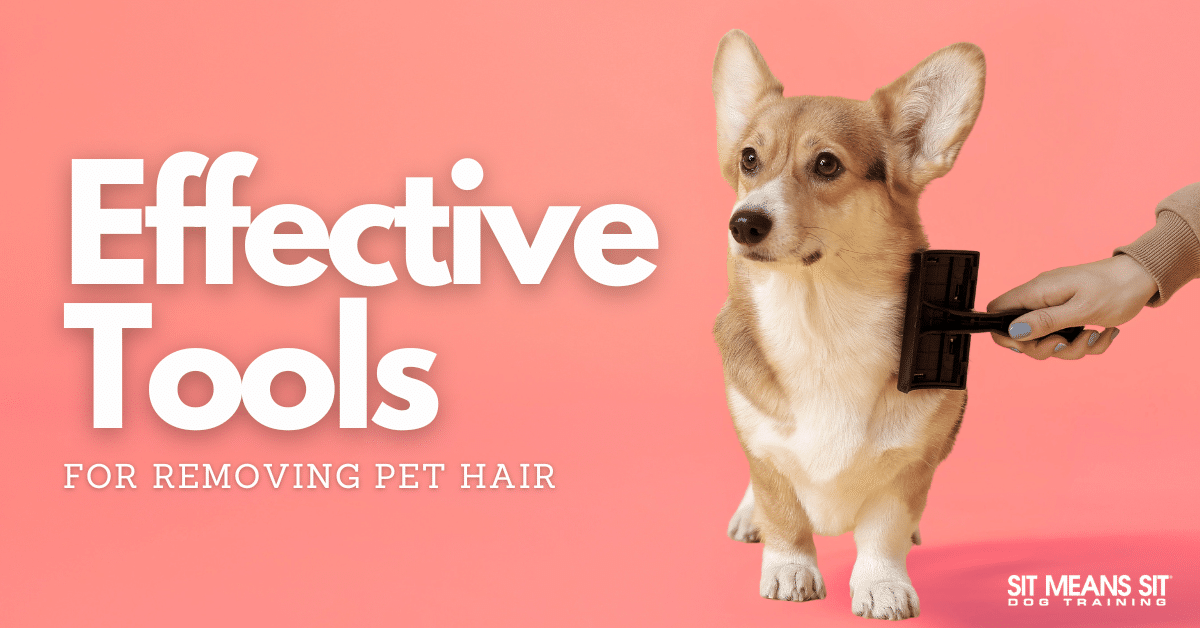 The Most Effective Pet Hair Removal Tools
