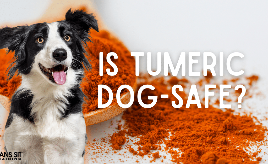 Is Turmeric Safe for Dogs?