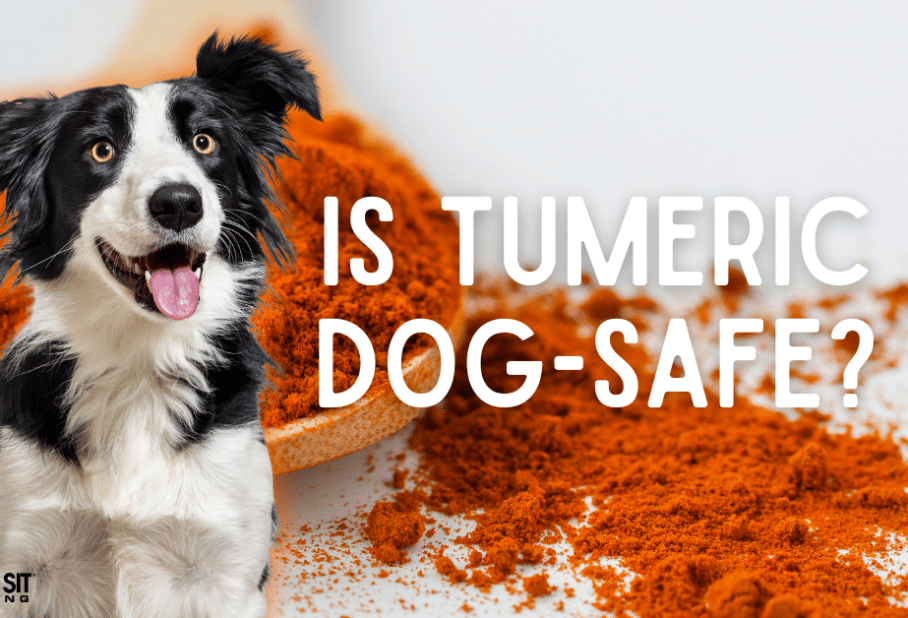Is Turmeric Safe for Dogs?