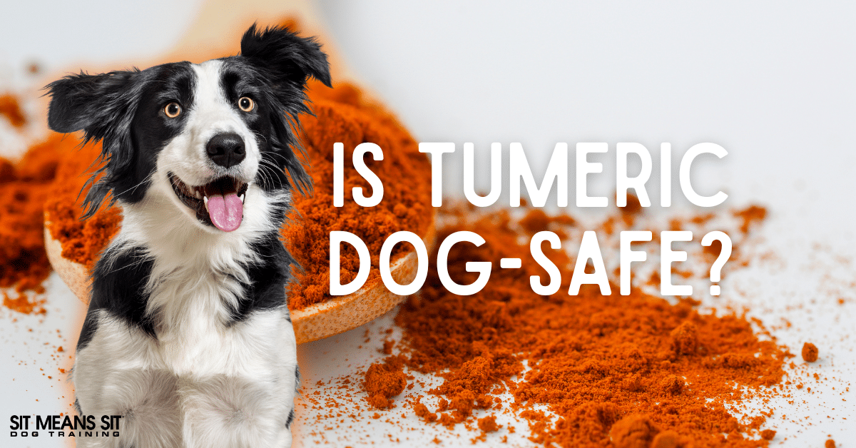 Is Turmeric Safe for Dogs?