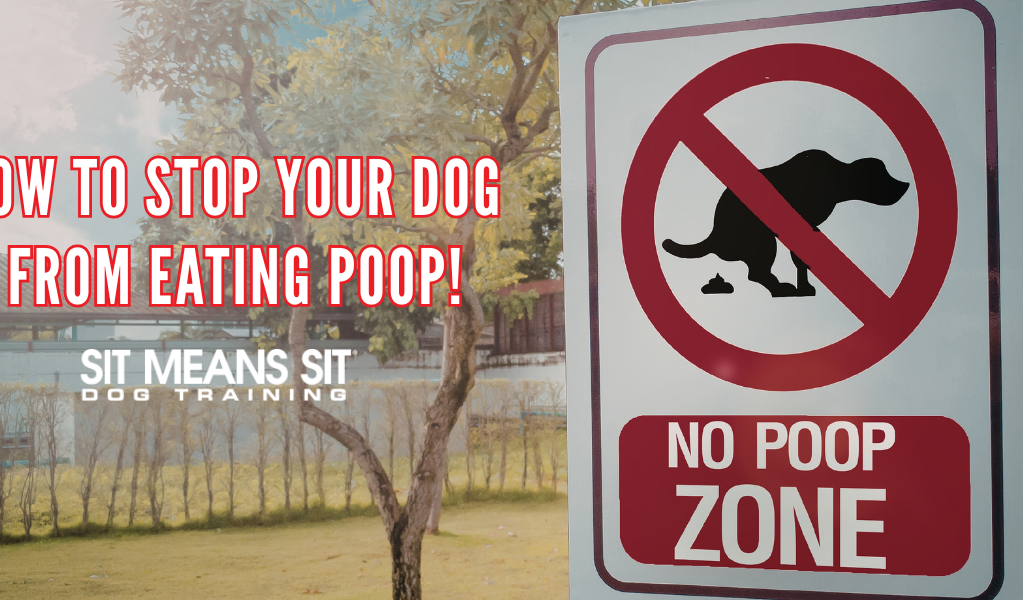Why Dogs Eat Poop: Causes & Solutions