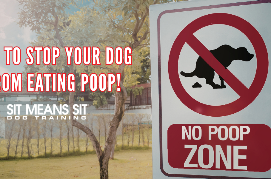 Why Dogs Eat Poop: Causes & Solutions